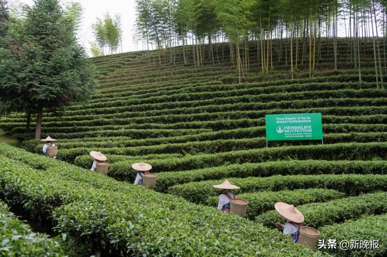 康宝莱品牌进行全面焕新升级,康宝莱产品打造