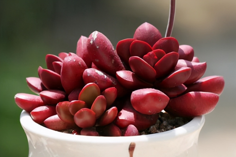 蝴蝶之舞锦多肉状态图,3种好看又好养的多肉你能不入手