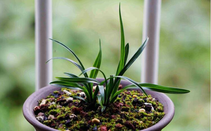 养兰花一年不会死的秘诀,养兰花避开3点基本上不会烂根了