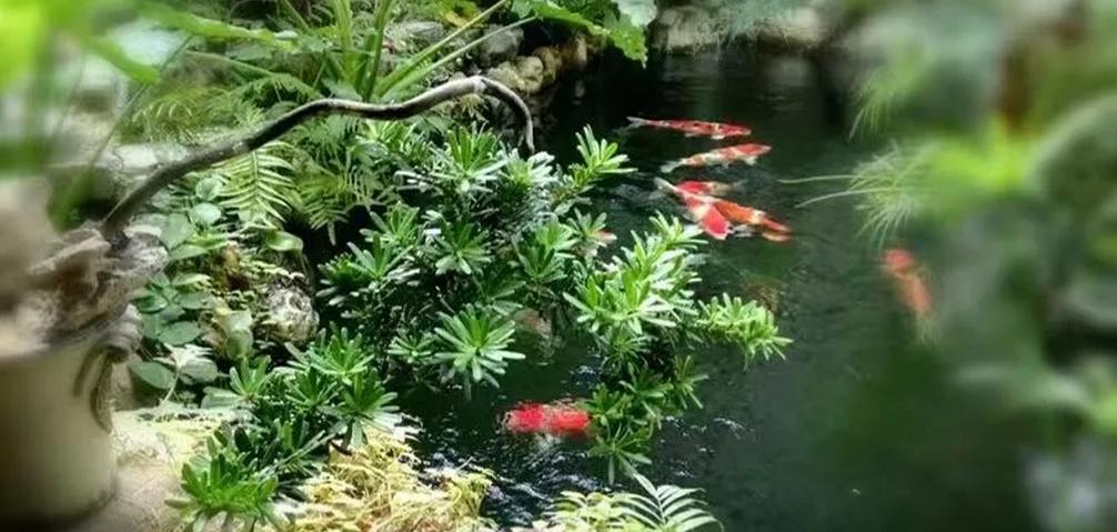 平！安！夜！关于硝化细菌最详细的贴子，需要你来点赞！