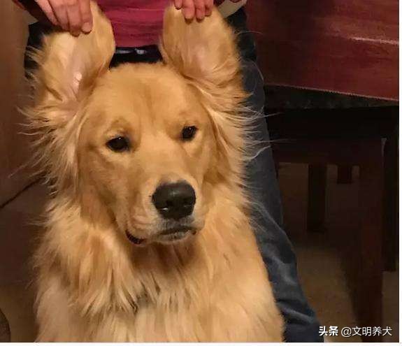 狗狗经常有耳螨是什么原因,狗狗耳螨药滴多了一直摇头怎么办