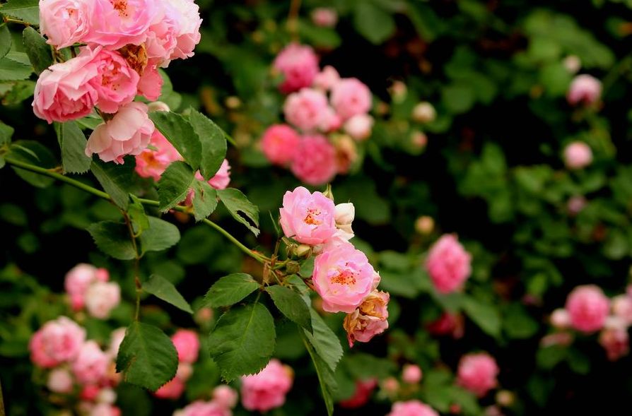 美文美图云水禅心,美文美图诗情画意