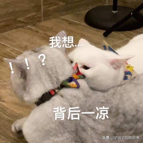 猫咪来大姨妈,猫咪来大姨妈是什么颜色