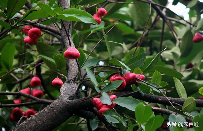 莲雾催花保果技术详解,莲雾冬果如何催花