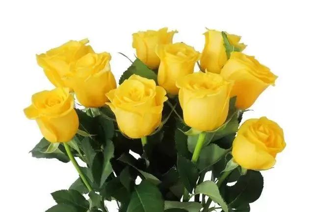 100种玫瑰花品种大全,玫瑰花有哪些品种大全