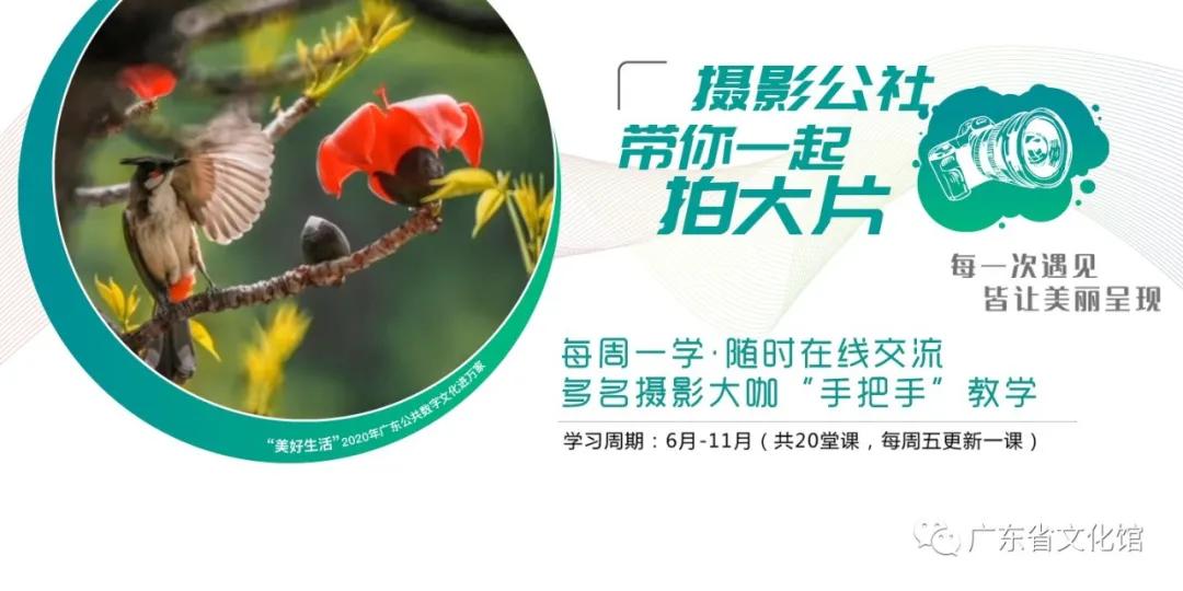 广州红棉拍摄技巧视频,摄影老法师拍红棉