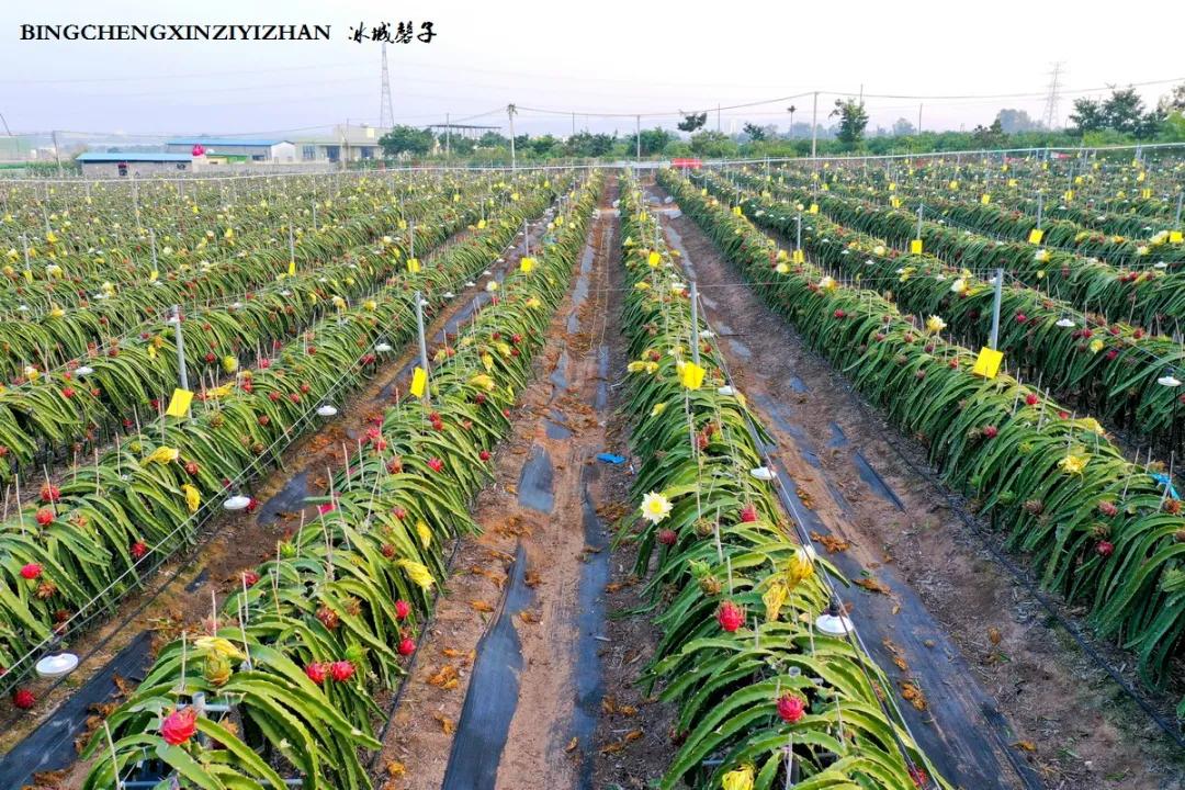 附近的火龙果采摘园海南,海南火龙果采摘