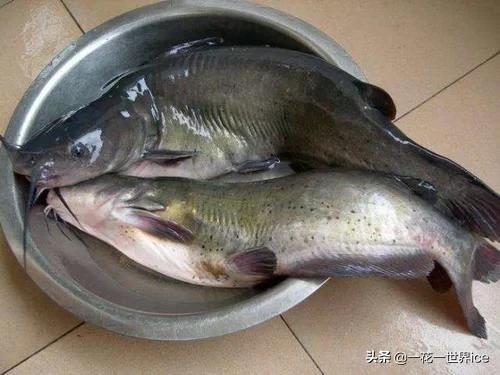 和河豚并称的珍品，干制鱼肚市场热抢，会是下一个养殖风口吗？