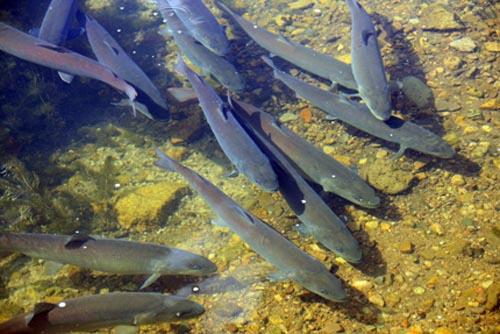 养冷水鱼需要注意什么,冷水鱼的养殖技术和注意事项