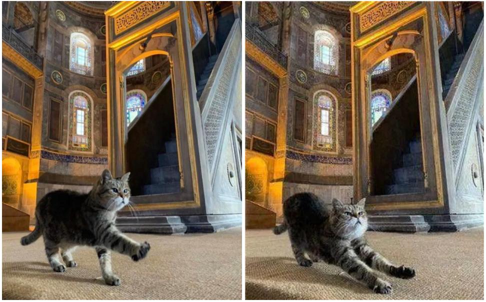 去土耳其当猫好吗,在土耳其做一只幸福的猫