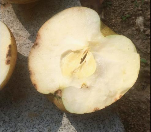 苹果发生苦痘病的原因,苹果苦痘病是怎样形成的