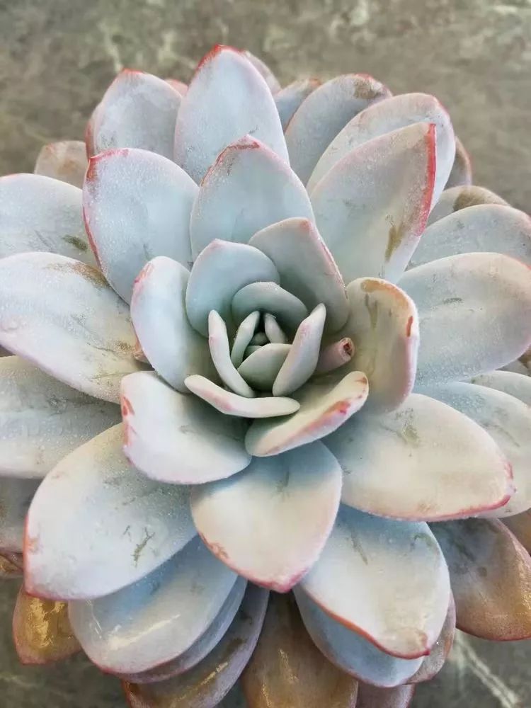 爱机车,爱多肉,宝妈花姐的诗和远方