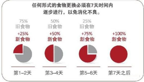 养猫知识在线解答,养猫知道的小知识