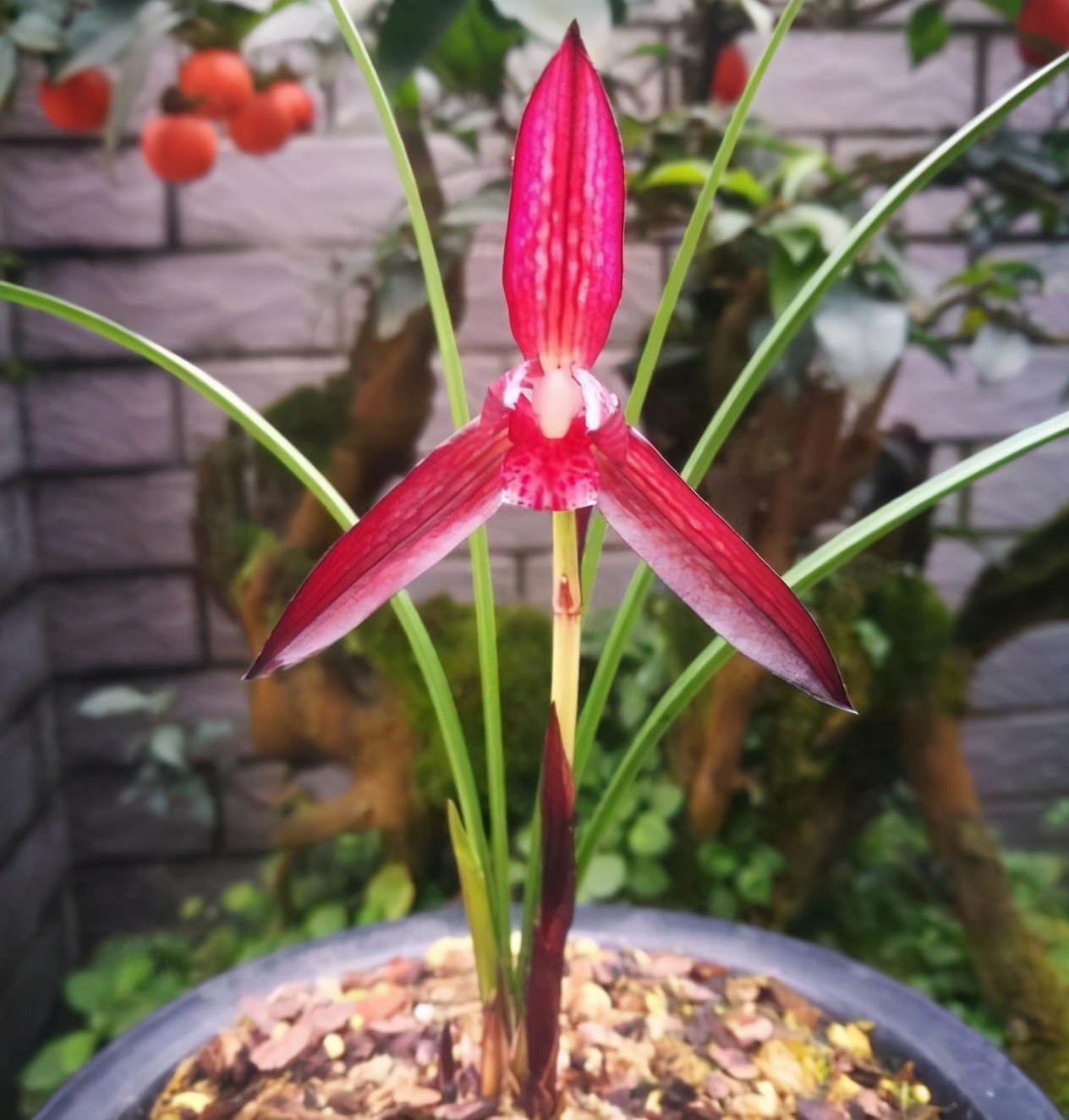 喜欢兰花的征兆,喜欢兰花高贵典雅