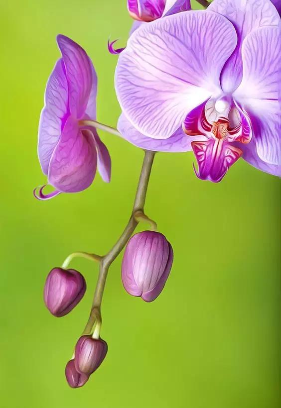 中国兰花名品介绍与欣赏,盆栽极品兰花喜迎新春