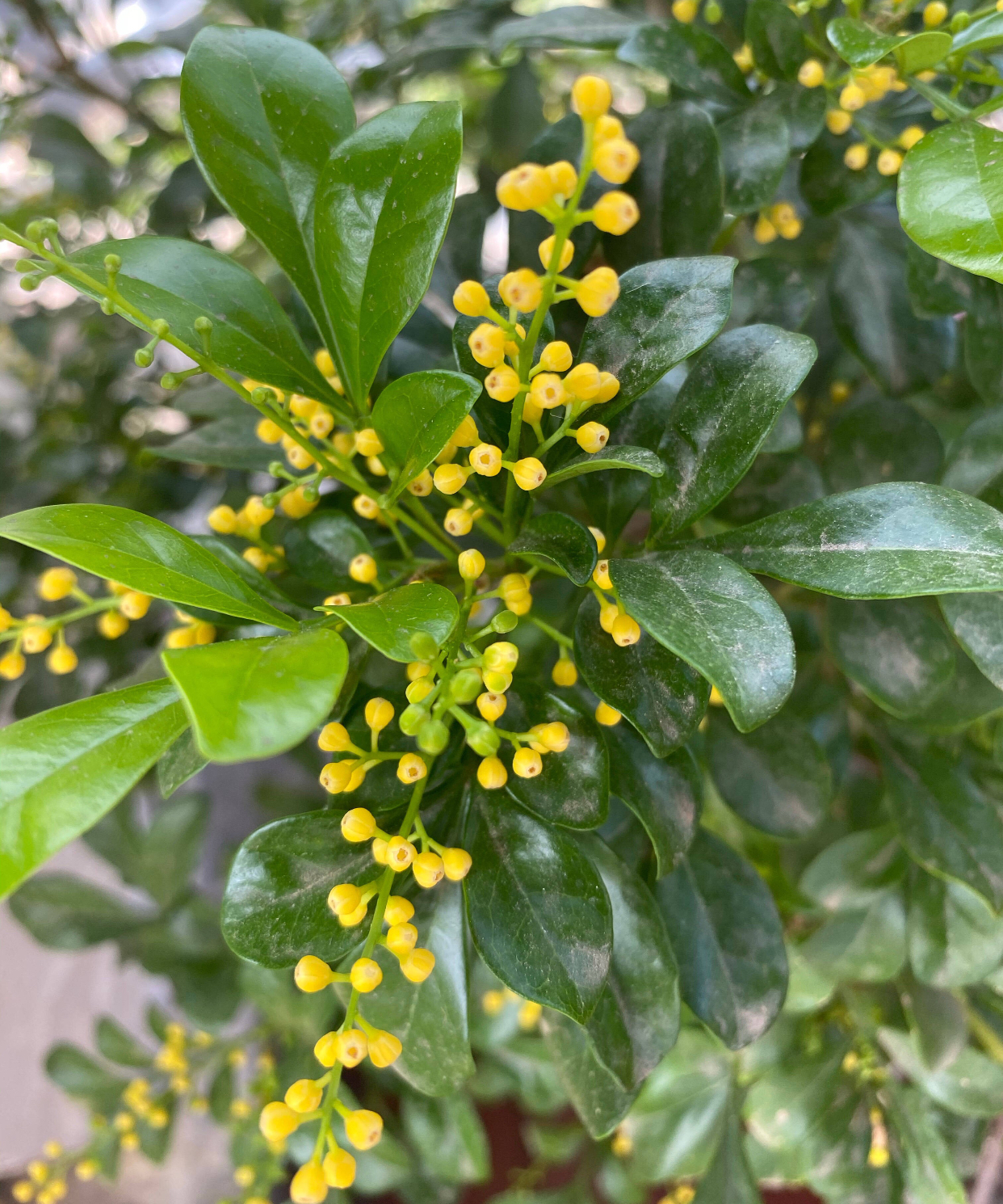 米兰花的四季养护方法和注意事项,米兰花冬天怎么养护和浇水方法