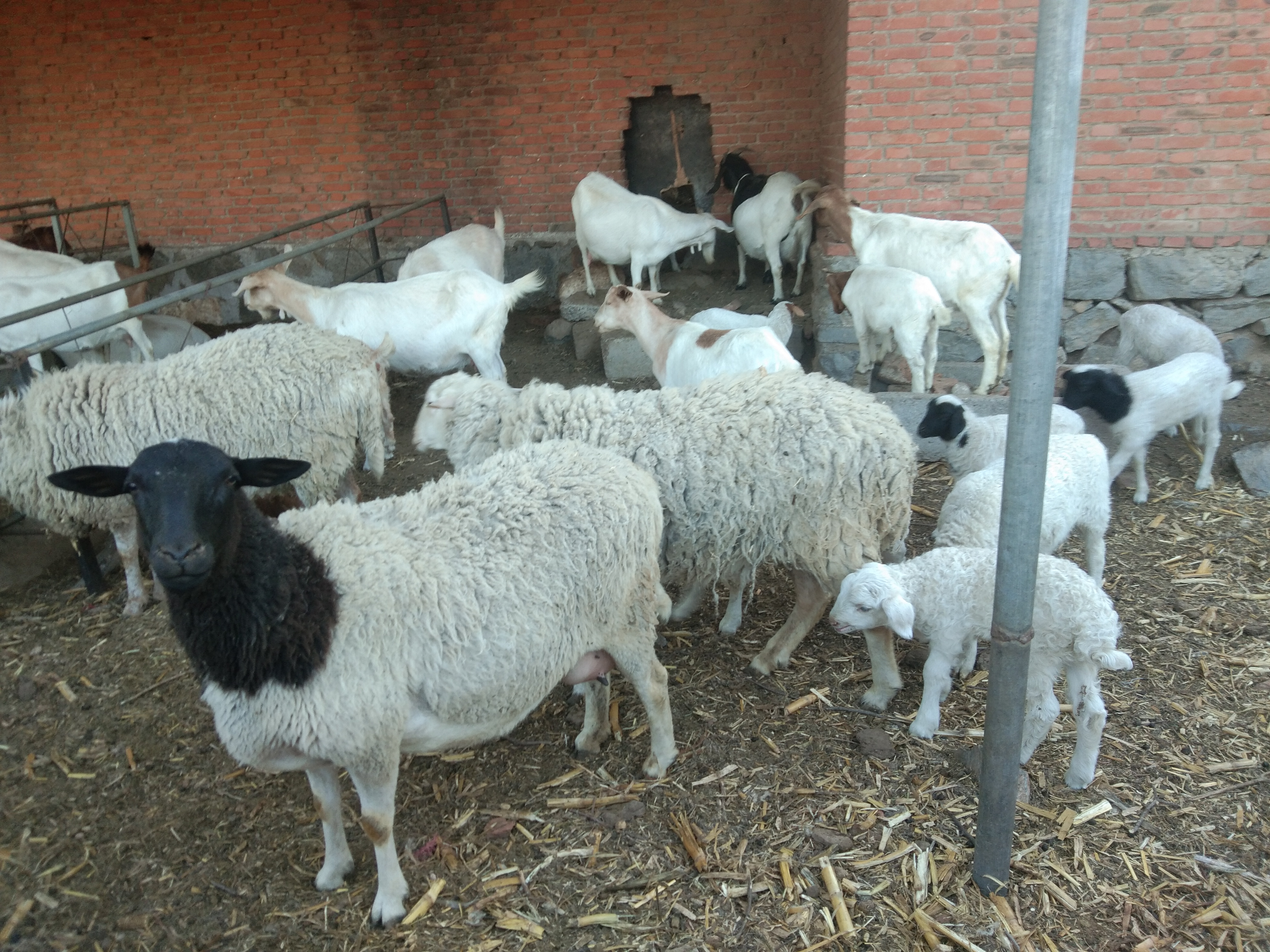 羔羊断尾后瘫软站不起来用什么药,羔羊断尾最佳时间表