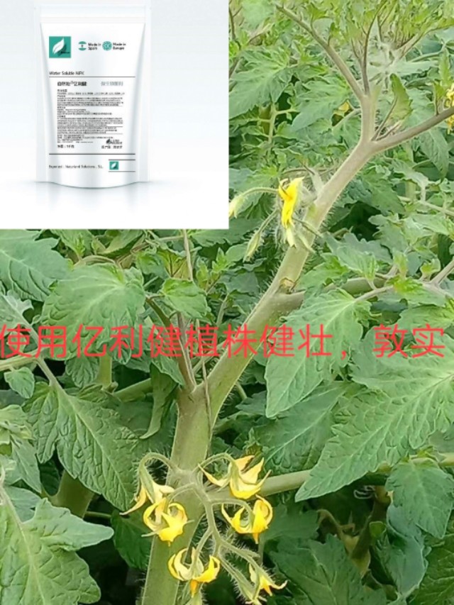 水果型樱桃番茄,樱桃番茄增加糖度