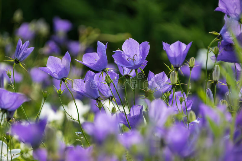 生日鲜花用哪几种花,代表友谊长存和生日快乐花语的花