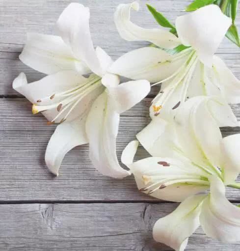 你家喜欢养的这种花居然有毒?不要放室内,更不要让小孩接触