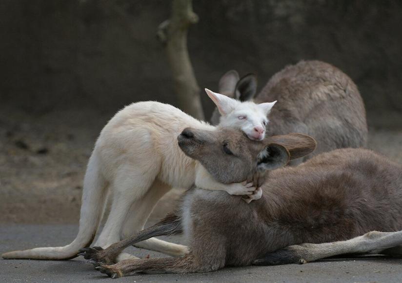 大袋鼠抱小袋鼠,大袋鼠奔跑时把小袋鼠抱出去了