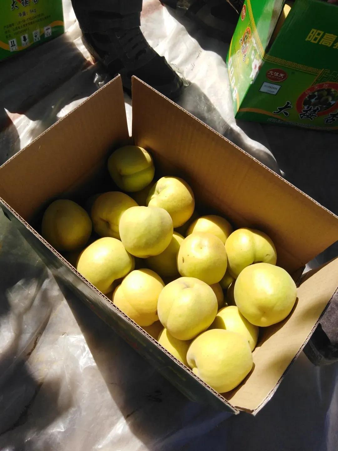 大同阳高杏几月熟,大同阳高大金杏