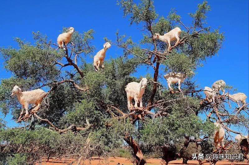 每日更新科普各种奇妙冷知识,小知识科普冷知识