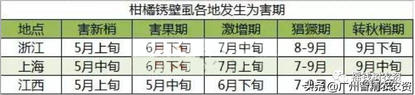 柑橘果锈病怎么防治,柑橘锈蜘蛛防治药剂