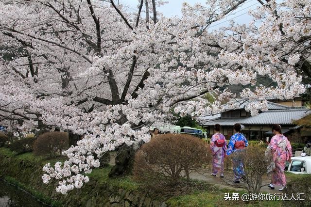 待到山花烂漫时完整版,待到樱花烂漫时的视频