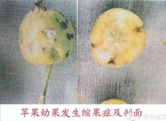 苹果树缺什么药,苹果树都有什么病怎么治