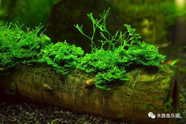 皇冠水草品种大全,亚马逊水草品种