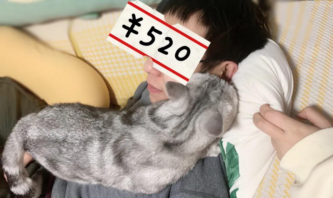 养猫人哭了 (朝九晚五适合养猫吗)