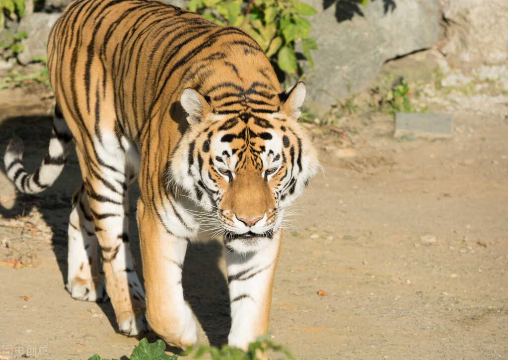 为什么都说老虎打不过狮子？当老虎遇到非洲狮，到底谁会赢？