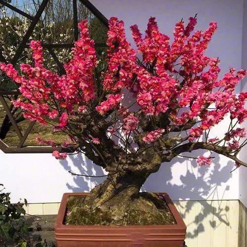 梅花的四季养护技巧