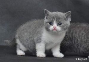 幼猫吃完猫粮便血怎么回事,幼猫吃完羊奶和猫粮拉肚子