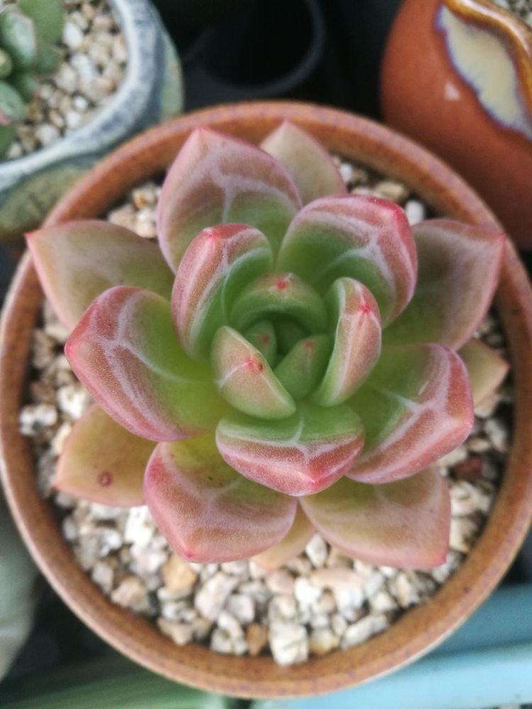 误打误撞的多肉情缘,带我走进多肉小世界!