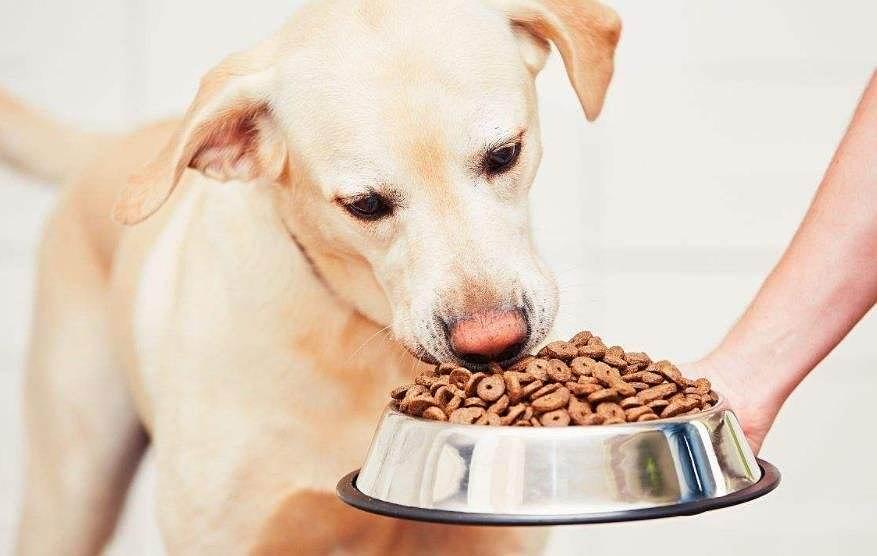 狗狗换粮后突然不吃狗粮怎么办,狗狗吃肉后不吃狗粮了