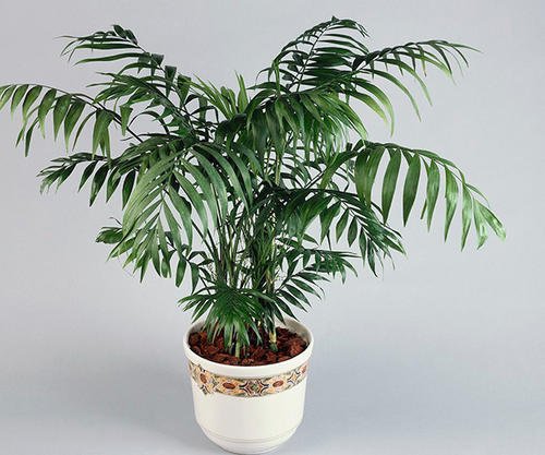 袖珍椰子发黄怎么办,袖珍椰子怎么养才不会黄叶