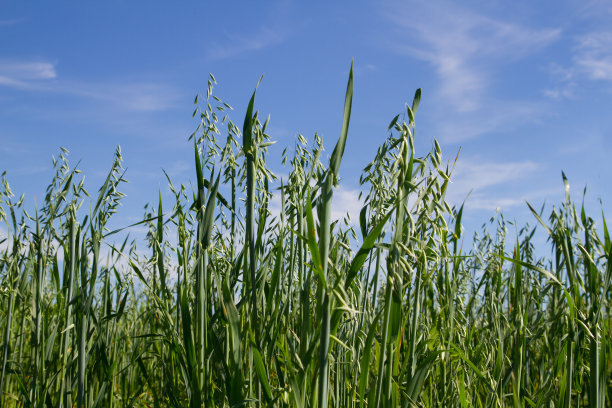 野燕麦，小孩子喜欢拿种子上的麦芒玩