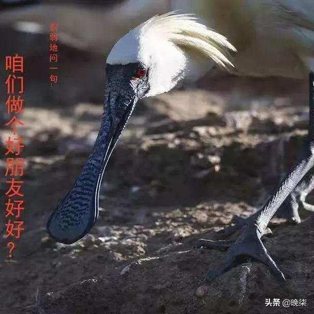 我骄傲我自豪我是中国人歌曲,我是庄河人