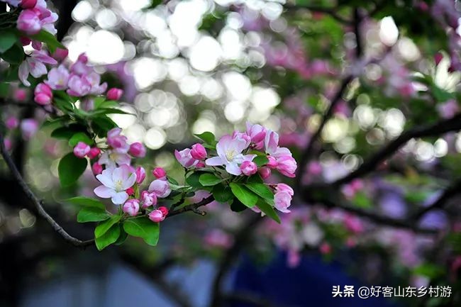 济南市五一假期游玩,济南旅游活动