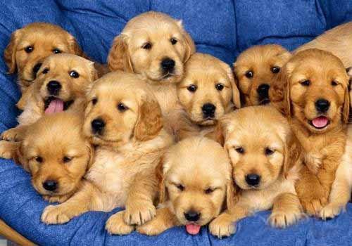 买小狗怎么避免挑到不好的狗,买狗怎么选才是好的狗呢