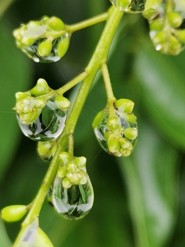 善为国者不欺其民的意思,善为国者必先治其身的理解