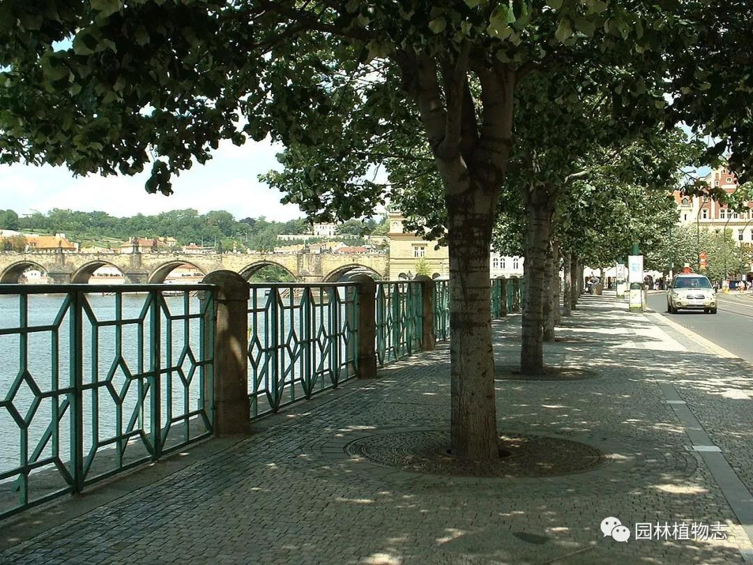 银毛空气净化器价格,银毛椴树