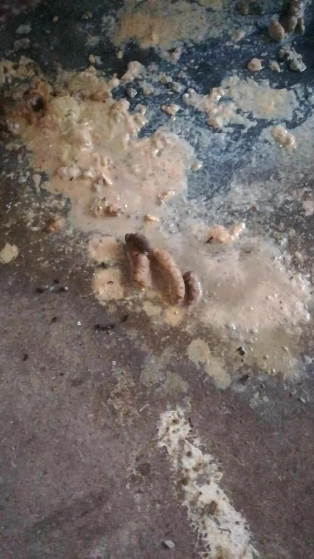 母猪胀肚,刚生仔猪拉稀母猪吃什么药