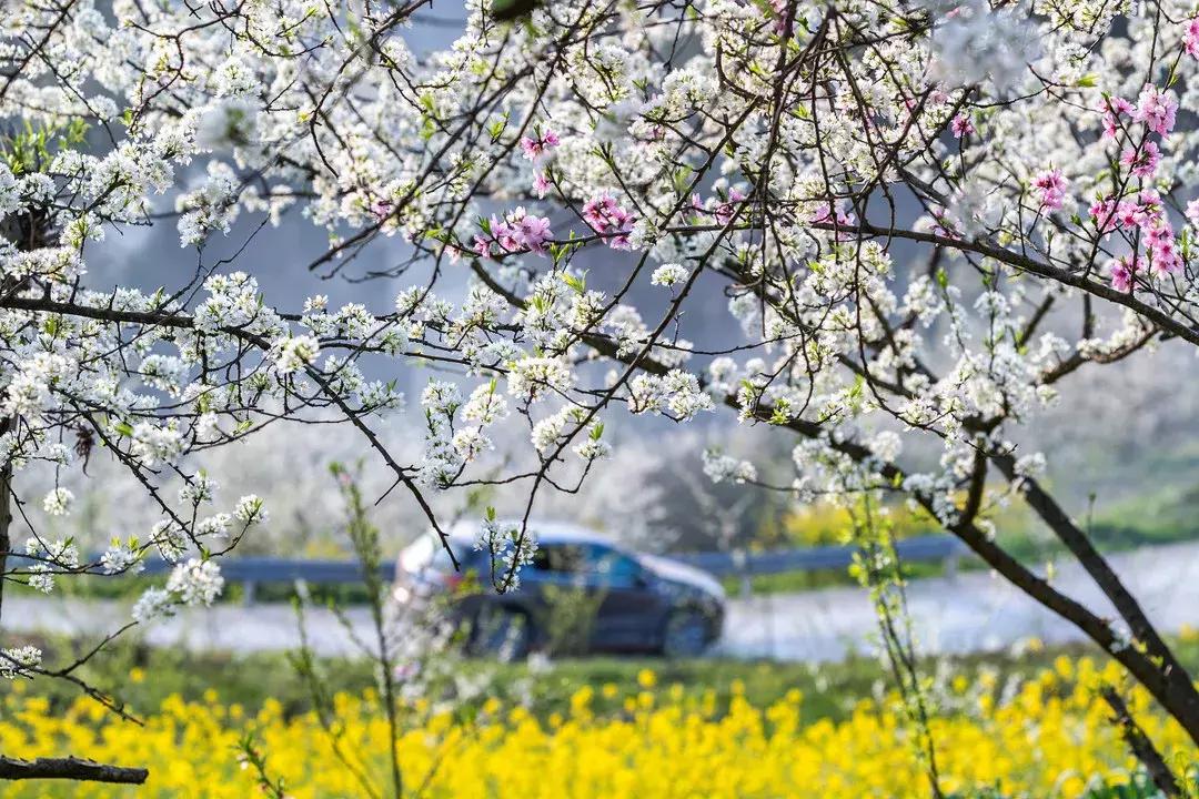 最美的花送给大家共赏,最美的花送给大家观赏