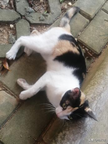 最高档次的猫咪品种是什么,中国本土的猫咪品种有哪些