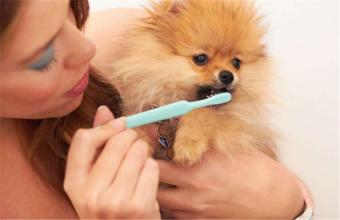 狗狗泪痕怎么去除最快最有效,狗狗去泪痕最有效最快的办法