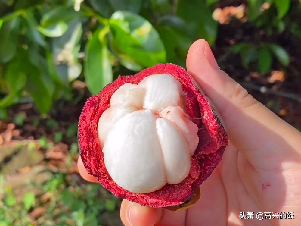 购买山竹时怎样挑选,怎么挑选山竹是好还是坏