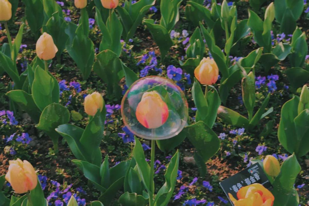 12个“无用”之美,第一个就被惊艳到了